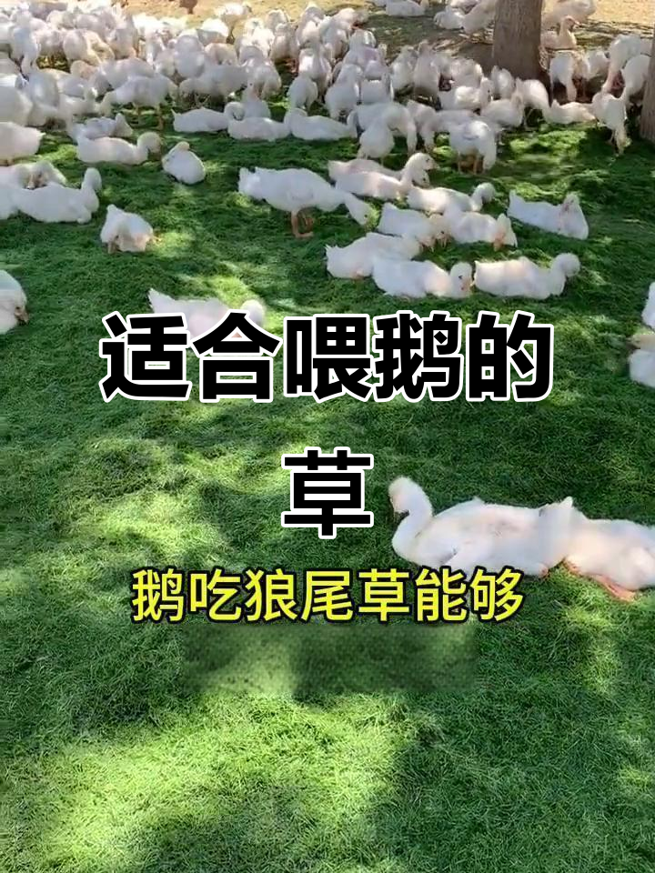 鹅吃什么草长得快？这几种草最适合喂小鹅