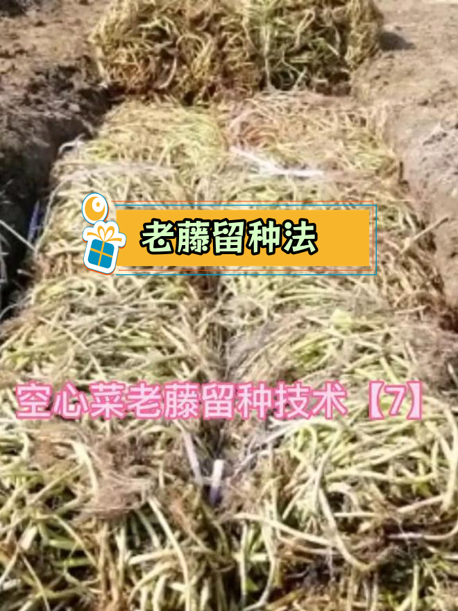 空心菜老藤留种技巧