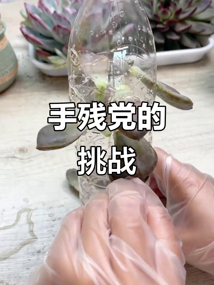 矿泉水瓶叶插,我真是手残党!