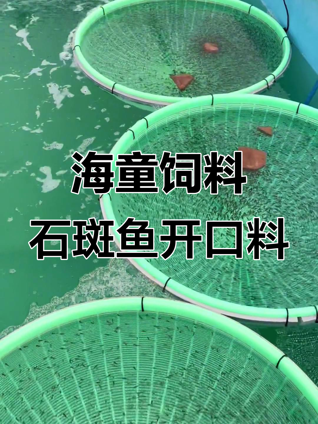 石斑鱼开口料,海童饲料助力健康生长