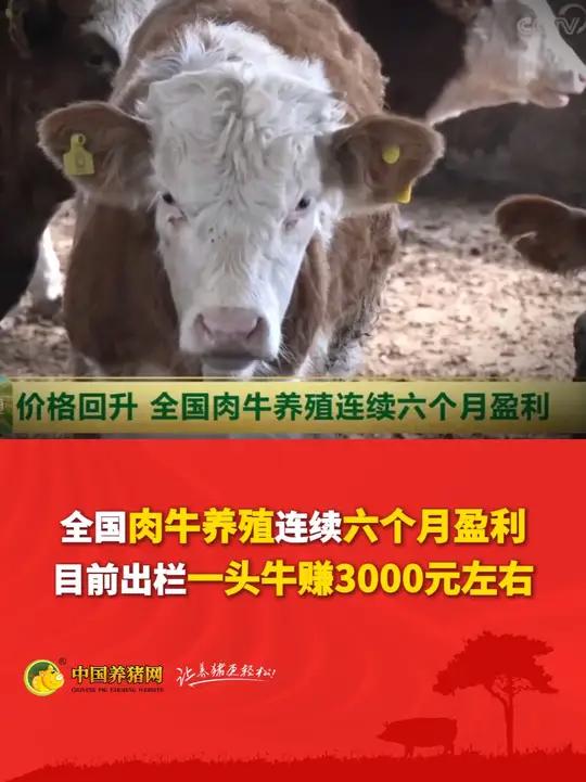 全国肉牛养殖连续六个月盈利!目前出栏一头牛赚3000元左右!