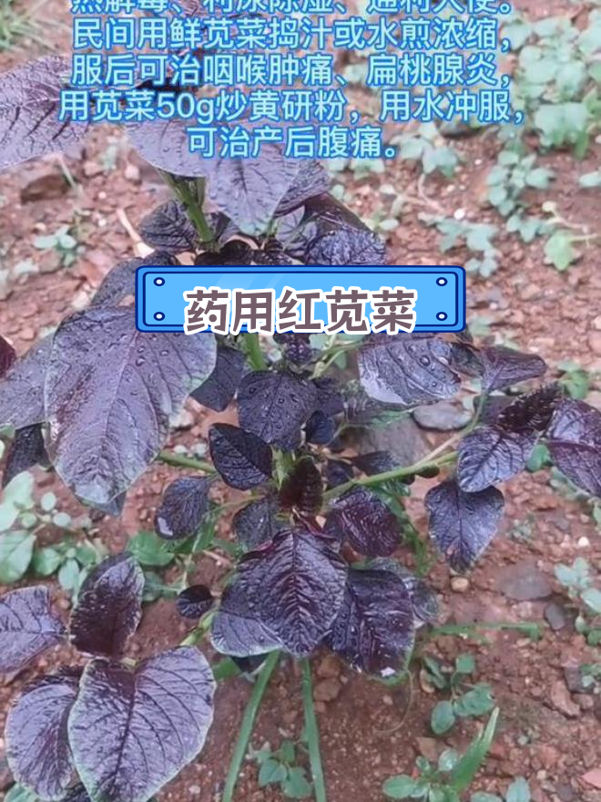苋菜的药用功效:清热解毒、利尿除湿