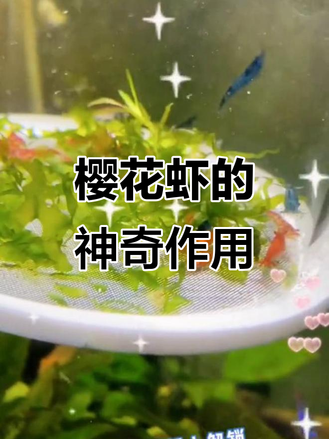 樱花虾:草缸清洁小能手,火焰般的美丽