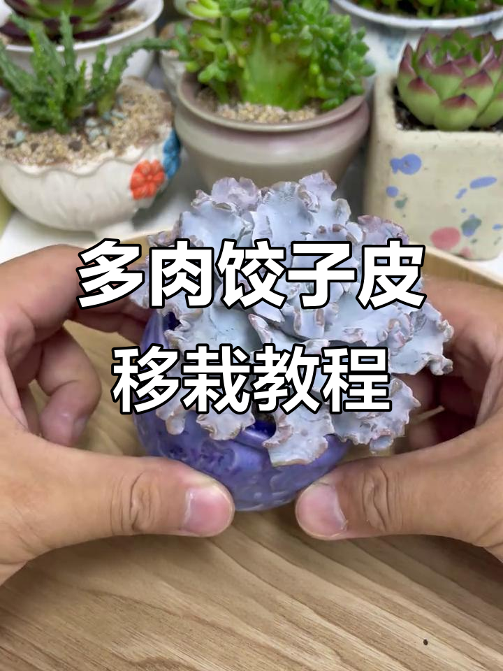 夏季最适合养的多肉，饺子皮移栽全攻略