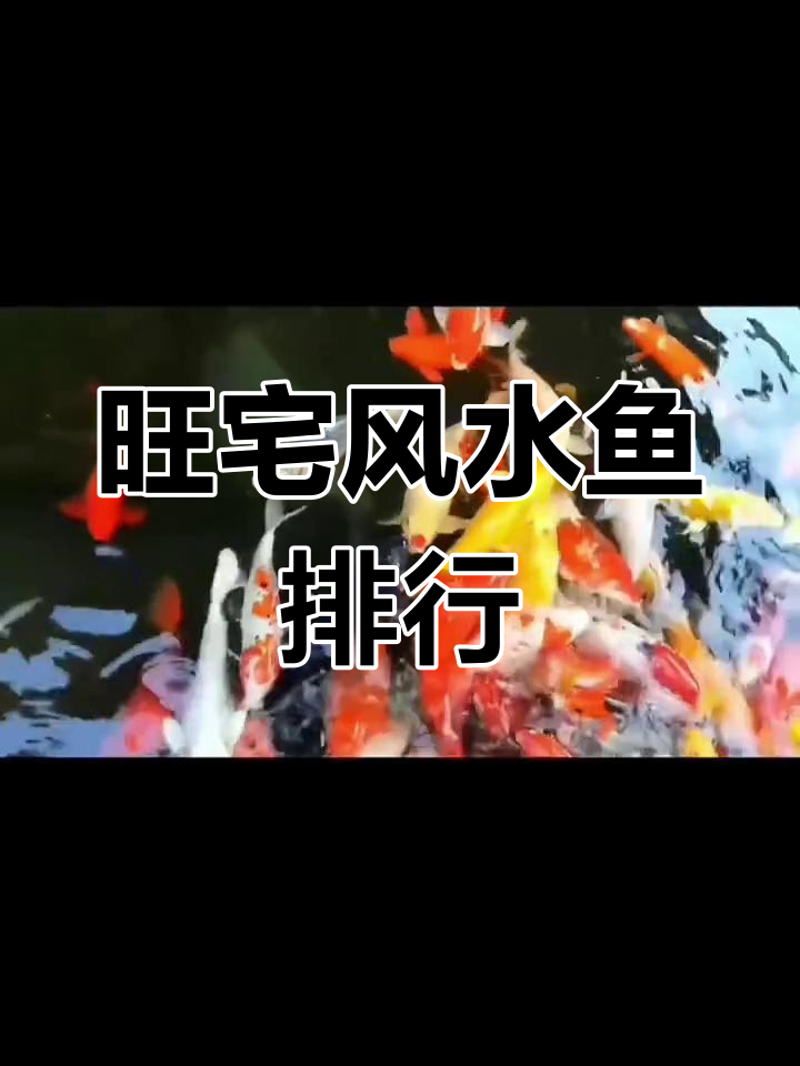 风水鱼推荐:提升运势的十大鱼类