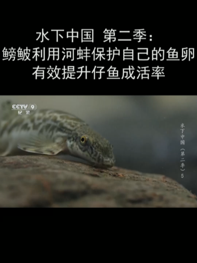 水下中国 第二季:鳑鲏利用河蚌保护自己的鱼卵 有效提升仔鱼成活率