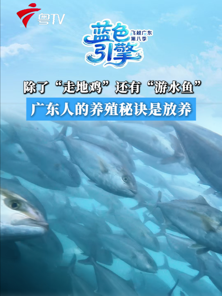 除了“走地鸡”还有“游水鱼” 广东人的养殖秘诀是放养