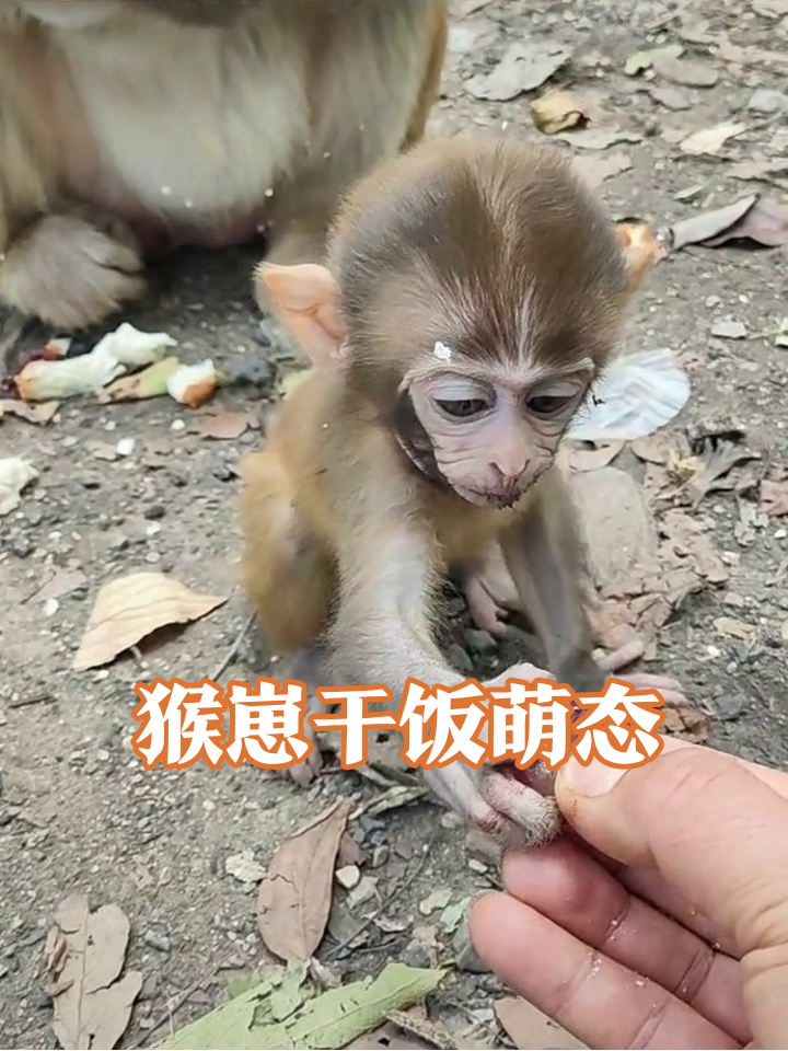 猴崽抢食记:人类递来红宝石,塞进嘴里秒真香