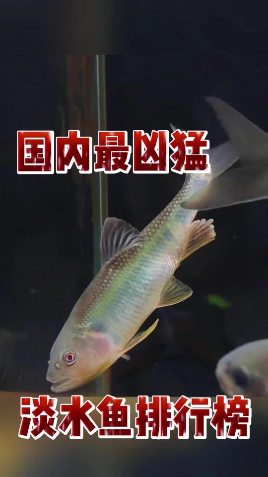 国内最凶猛淡水鱼排行榜