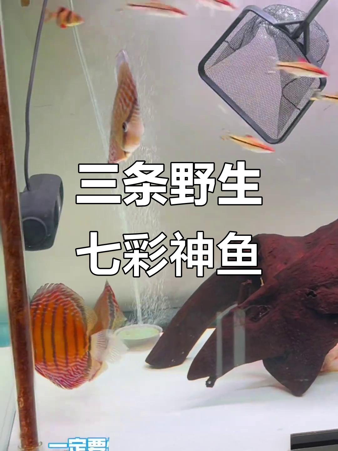 抓捕野生七彩神仙鱼,三条美丽野彩打包发货