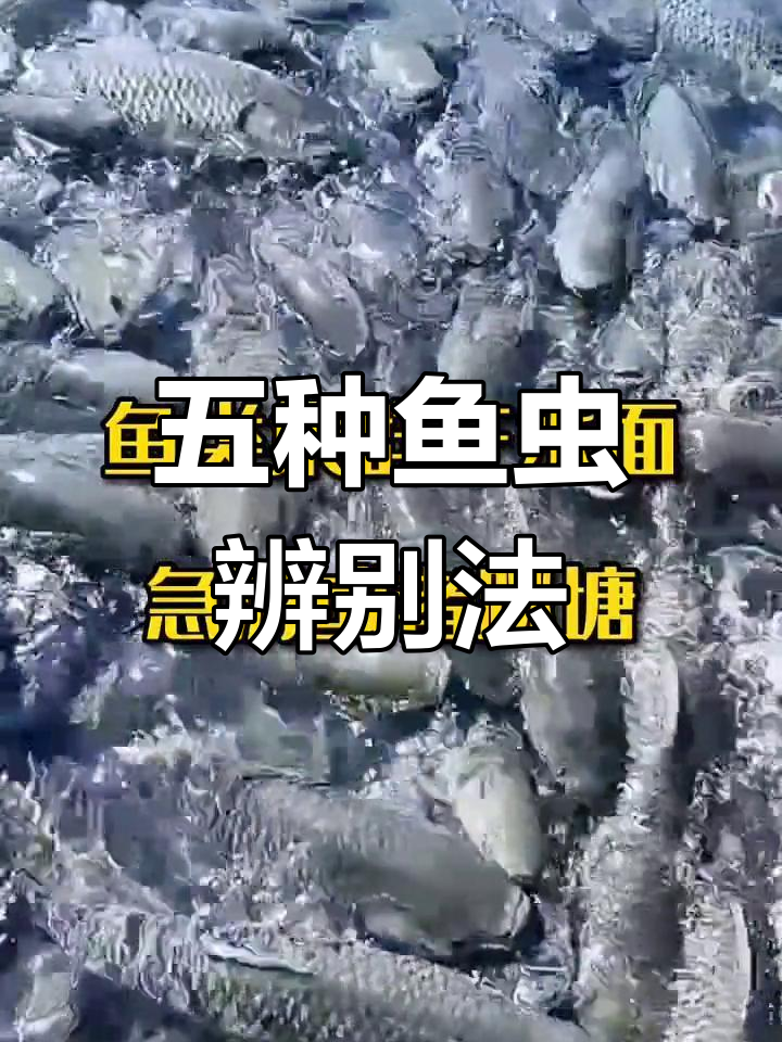 快速识别五种常见鱼类寄生虫,养殖小技巧大公开