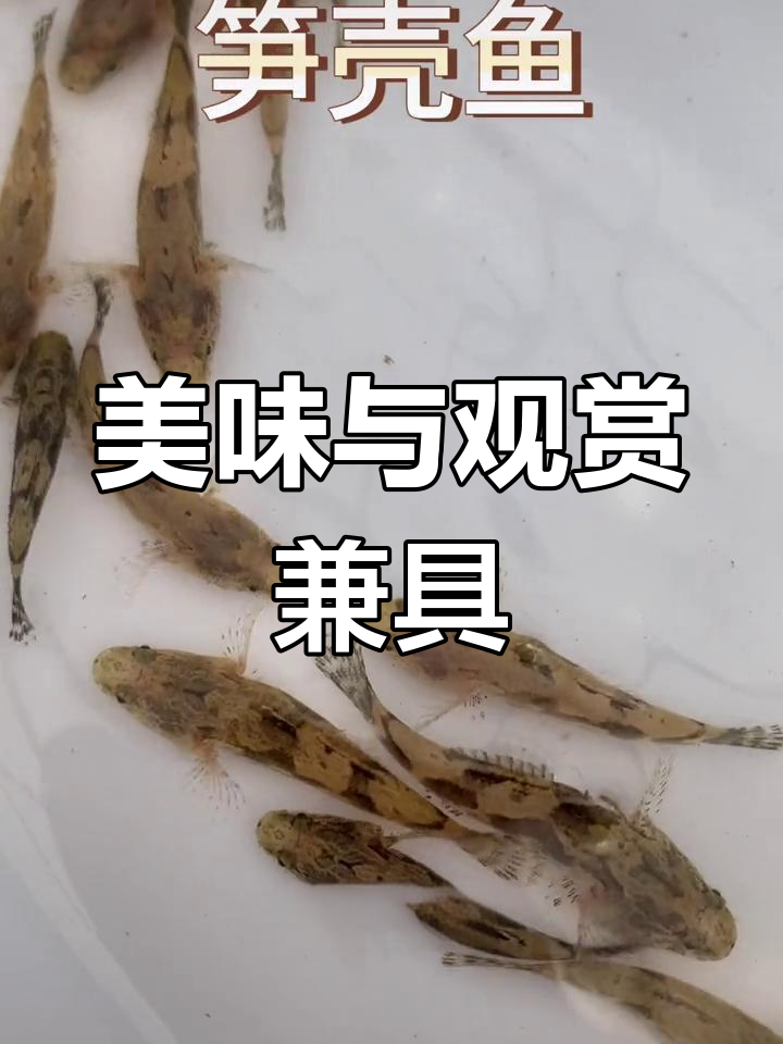 笋壳鱼,肉质鲜美,清蒸营养丰富,既可食用又具观赏价值