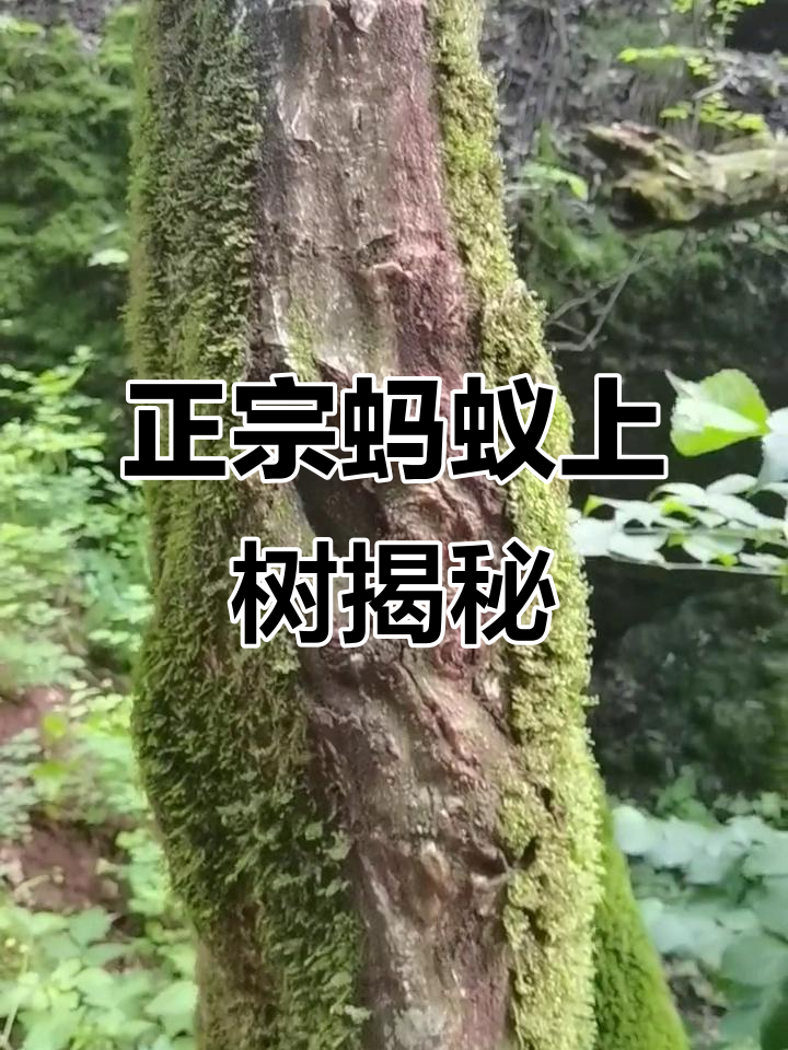 真正的蚂蚁上树与饭店版本的对比,哪个才是正宗?