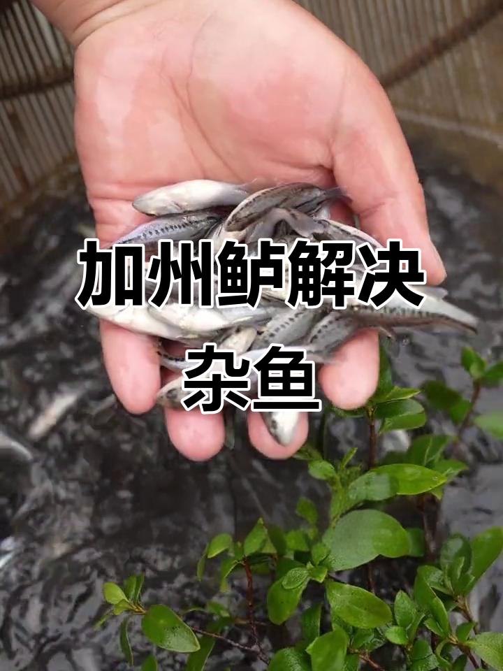 杂鱼困扰?试试加州鲈,轻松捕食小生物,生长迅速又健康