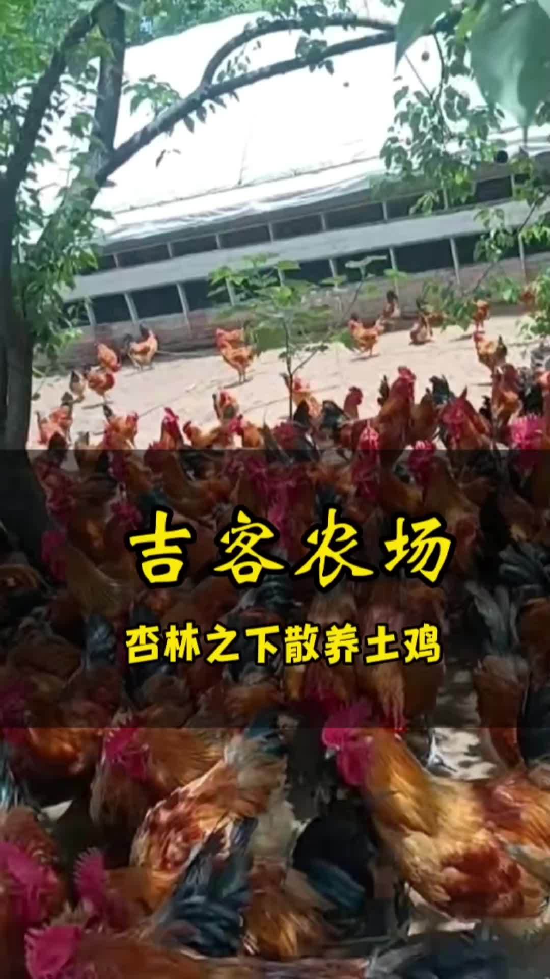 创作灵感 杏子熟了,土鸡也长大了。杏林之下养土鸡,原生态好产品,你吃了没有 杏熟了快来摘杏