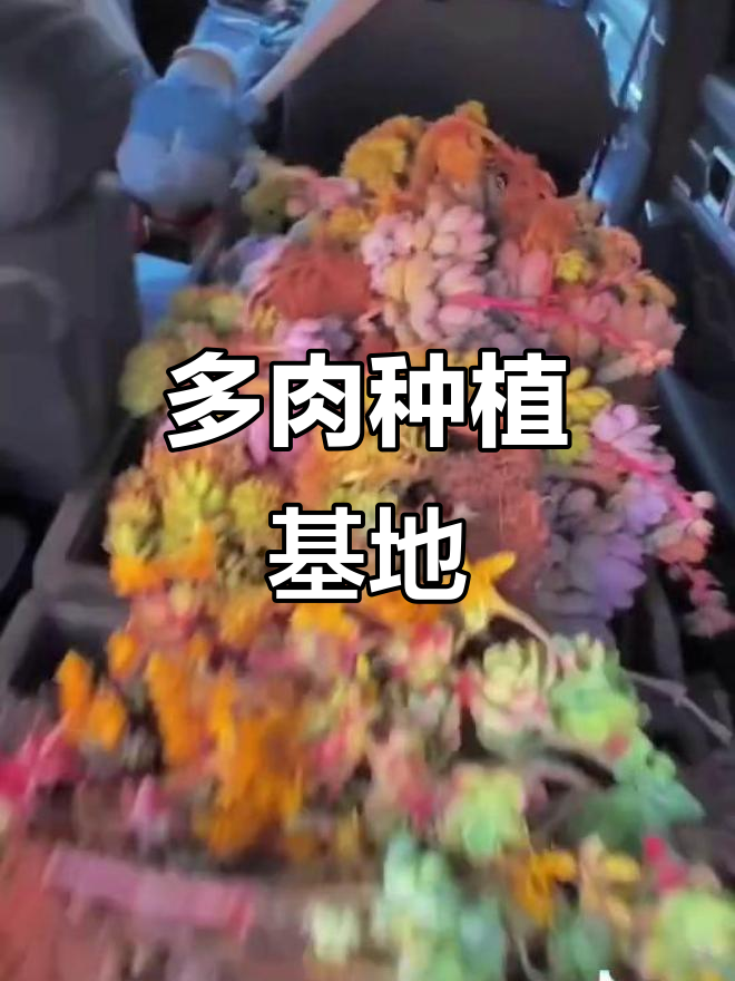 曲靖多肉园,花盆与营养土一应俱全