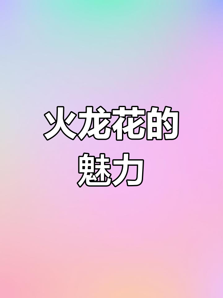 火龙花盛开,霸气如龙头,独自美丽,令人陶醉