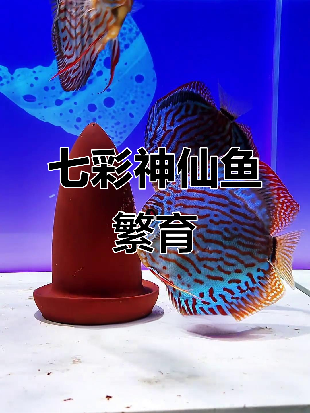 七彩神仙鱼繁殖全纪录,从孵化到幼鱼独立成长