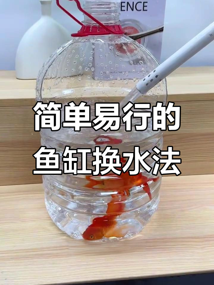 用矿泉水瓶做简易鱼缸,换水更方便快捷