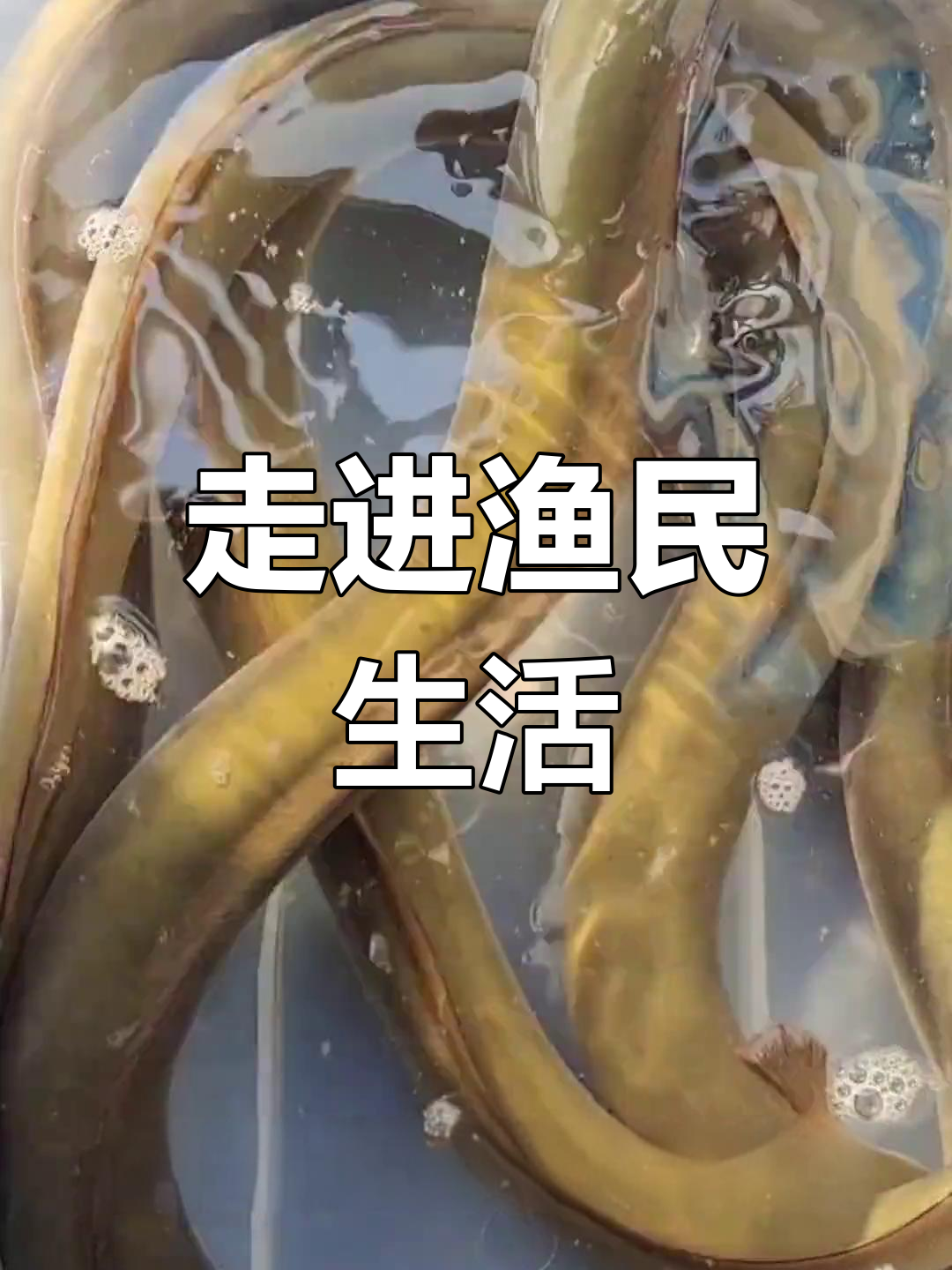体验渔民生活,探索河鳗的秘密