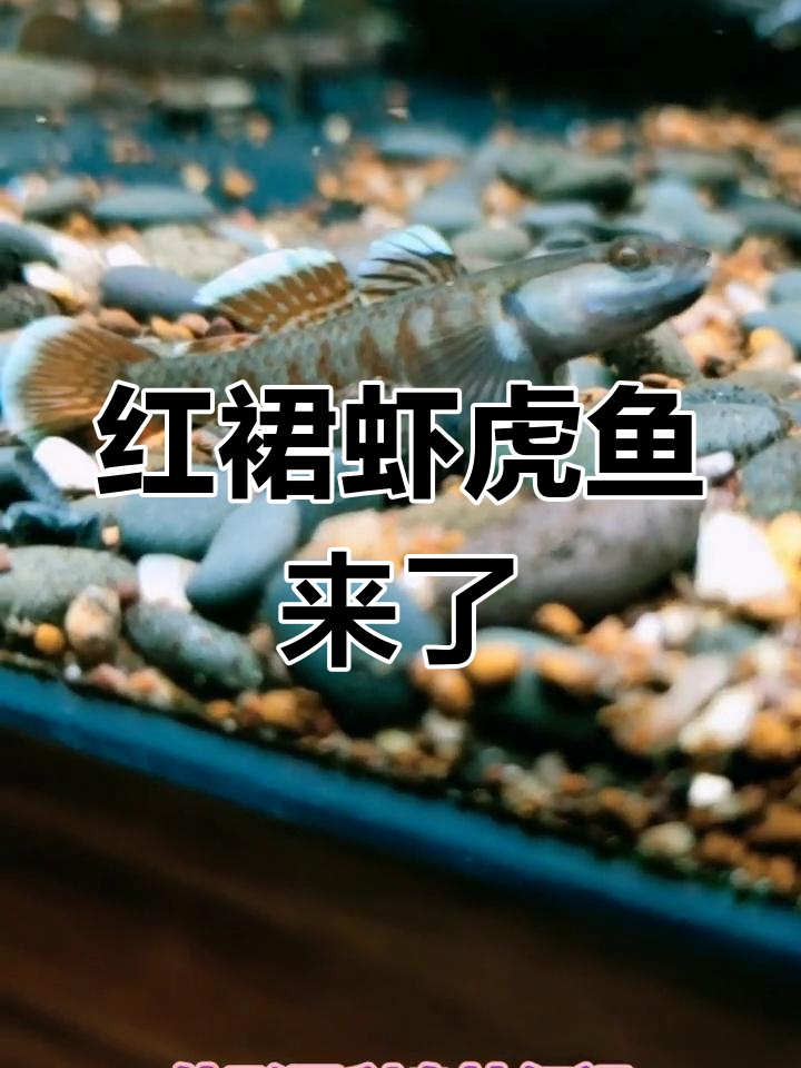 虾虎鱼来袭!红裙血盆大口,干炸小河鱼儿也能这么有趣