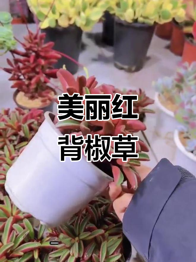 红背椒草：四季常绿，驱蚊又美观