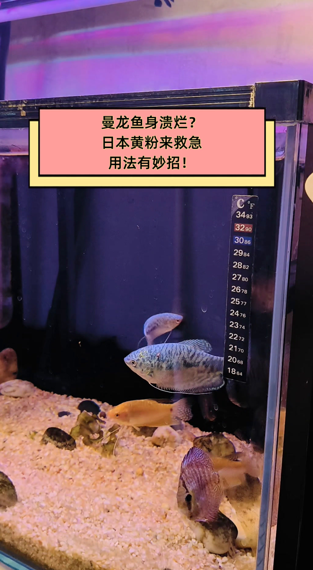 曼龙鱼身溃烂?日本黄粉来救急,用法有妙招!