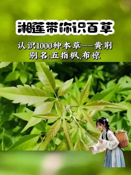 黄荆你认识吗?它有一个广为人知的价值,你知道吗?植物科普黄荆
