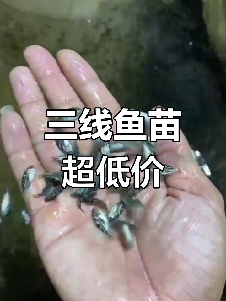沙古头三线鱼苗白菜价,丁公鱼养殖新机遇