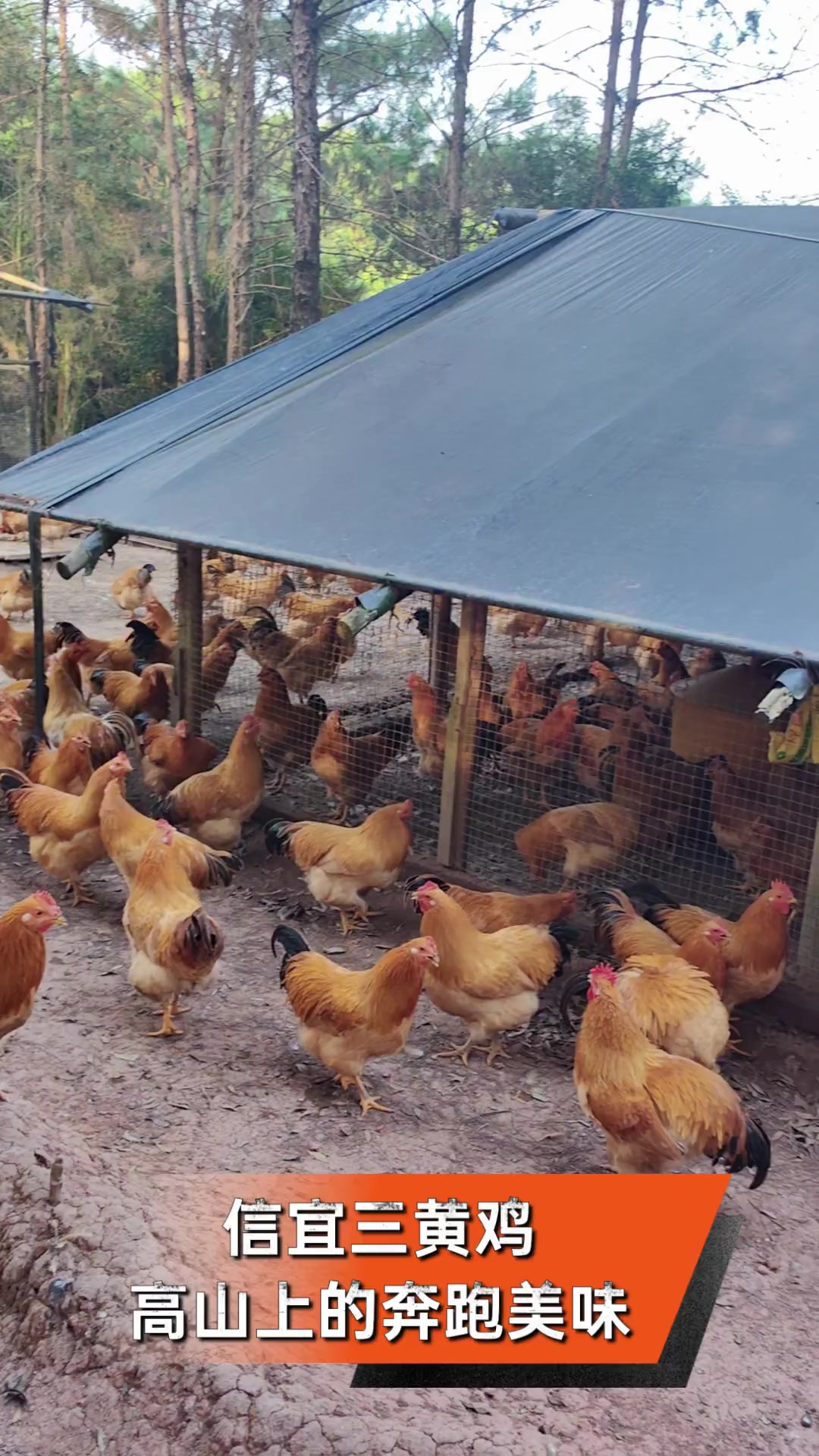 信宜三黄鸡,高山上的奔跑美味