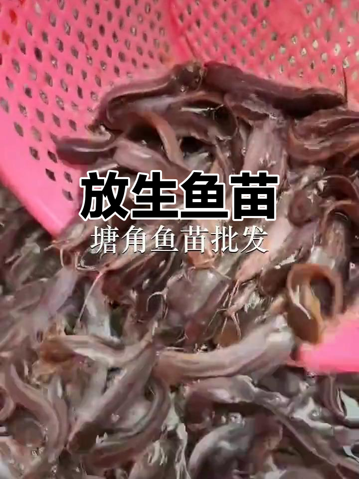 河源放生鱼苗,塘角鱼回归自然