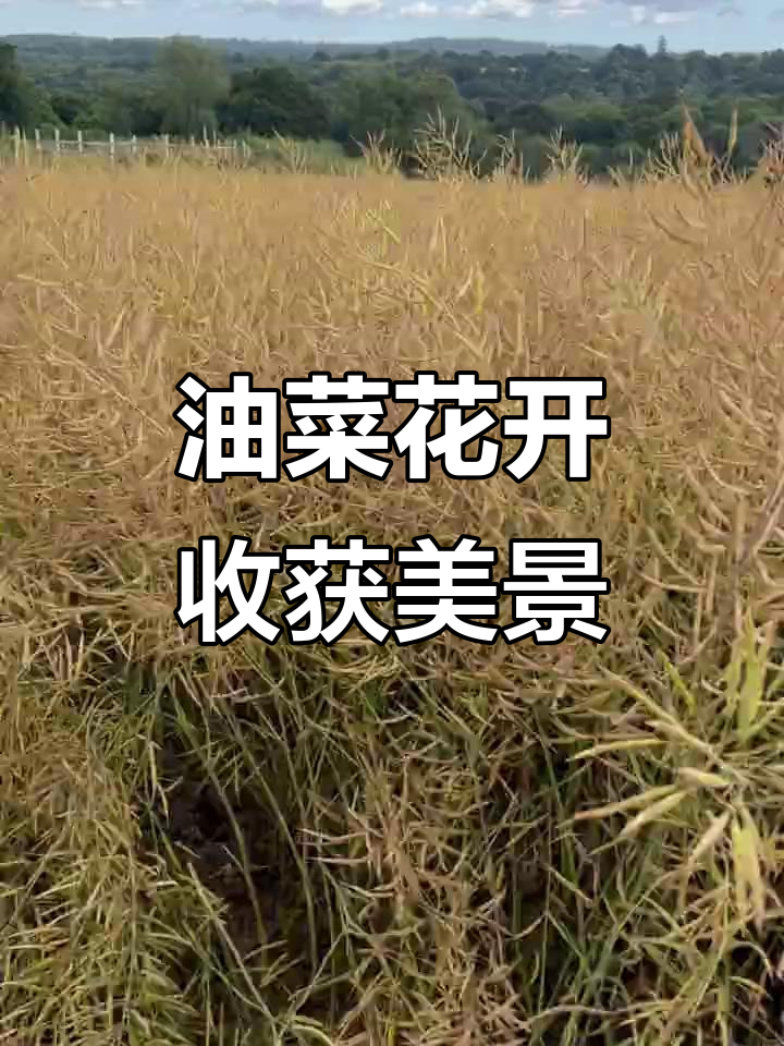 油菜花海成熟时,竟是这样一幅景象