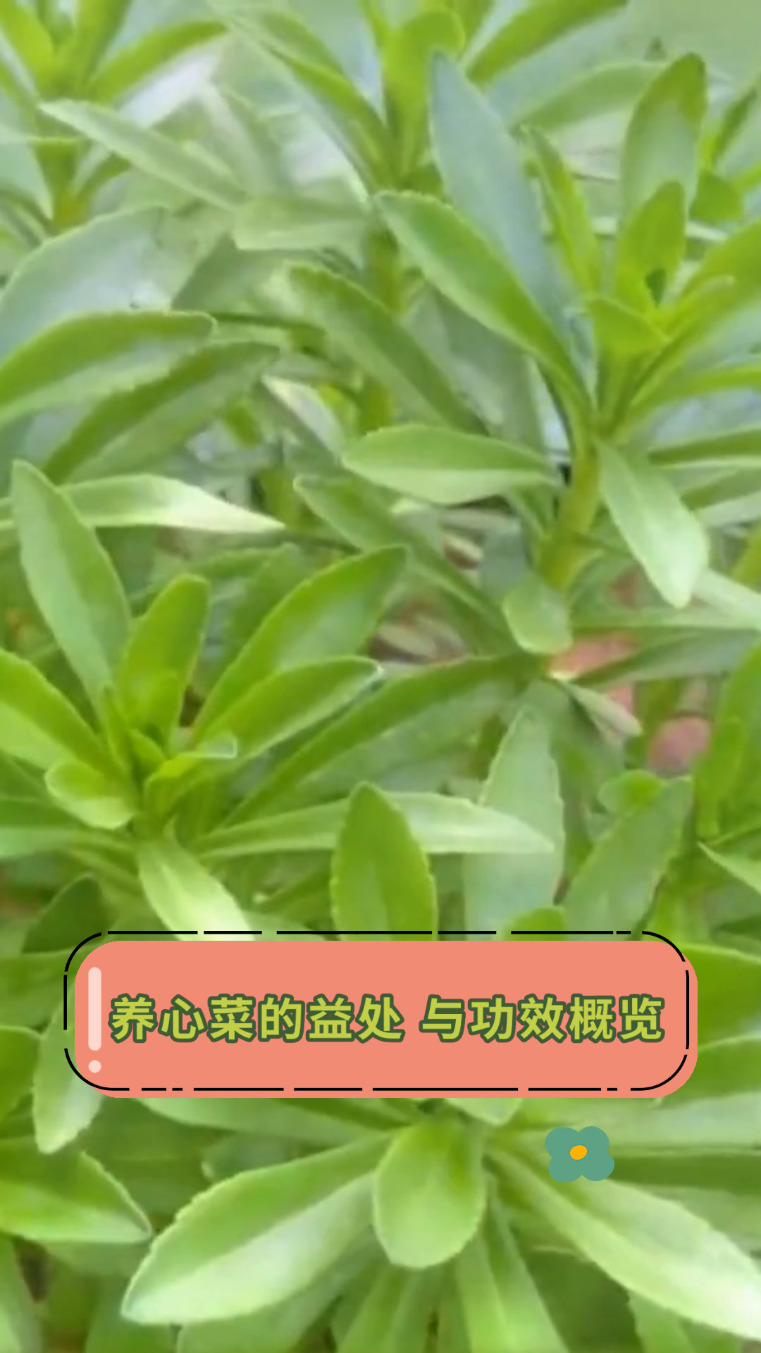养心菜的益处 与功效概览