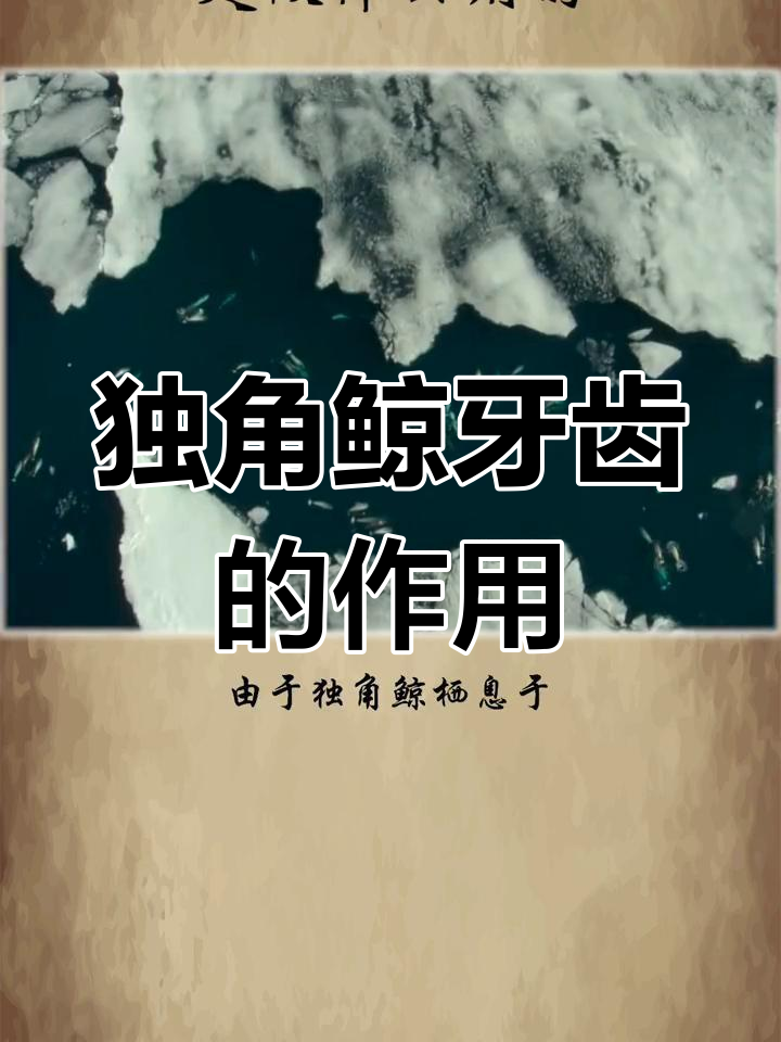 独角鲸长牙的真正作用,竟然不是用来攻击或破冰!