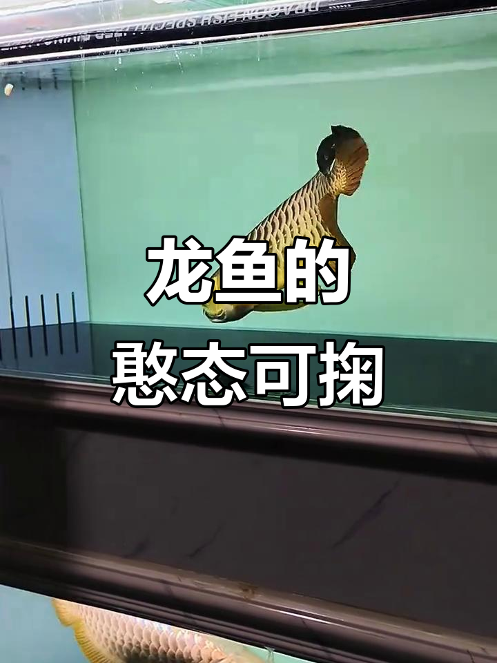 鲨鱼嘴超可爱,龙鱼的独特魅力你get了吗?