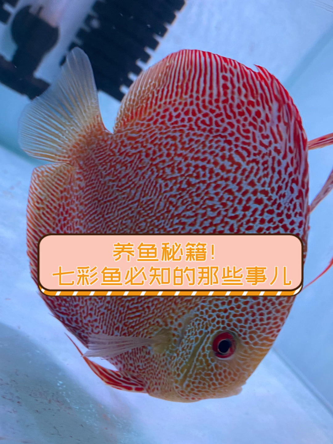 养鱼秘籍!七彩鱼必知的那些事儿