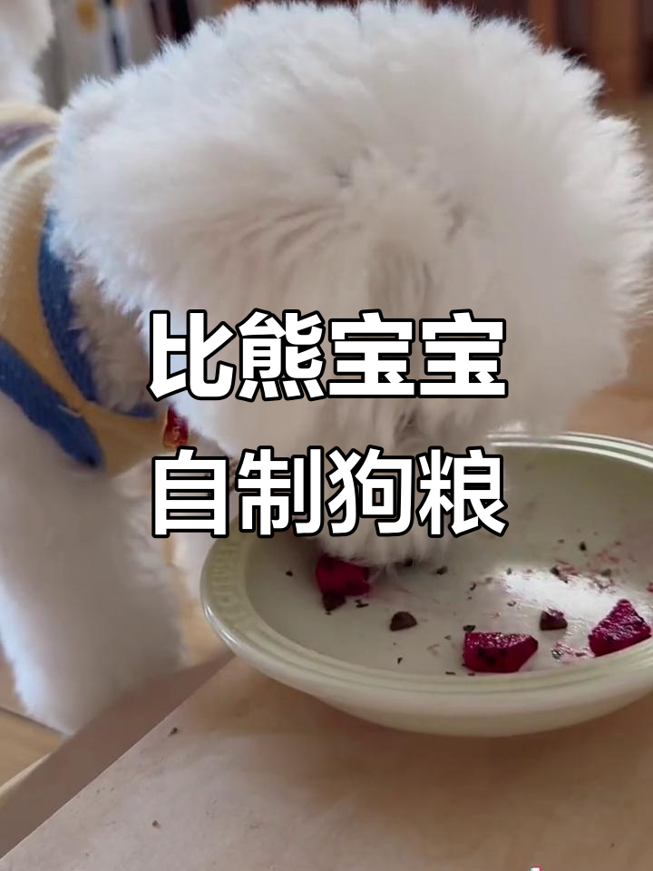 5个月比熊补钙换牙期,自制狗饭搭配营养餐