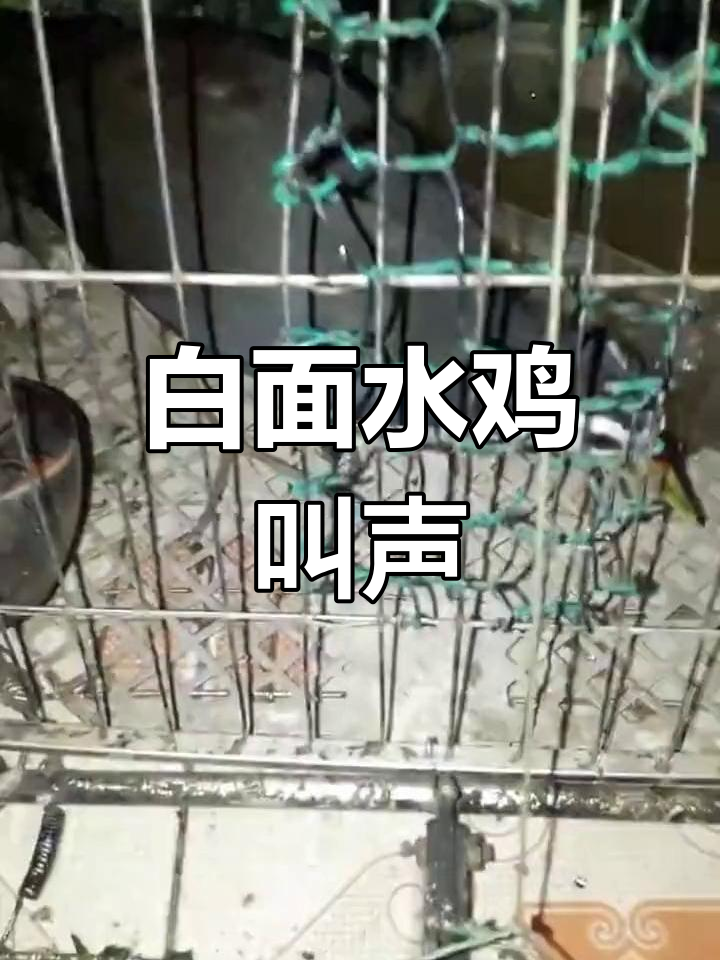 白面水鸡的奇妙叫声