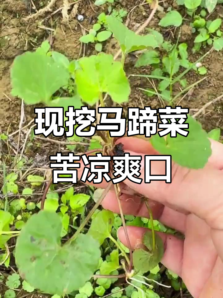 云南德宏马蹄菜,现挖新鲜雷公根,凉拌煮汤皆可