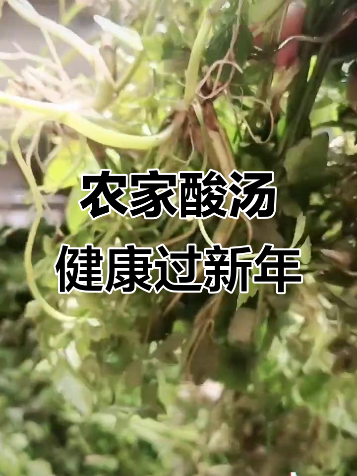 云南农村的酸汤,过年必备的健康美味
