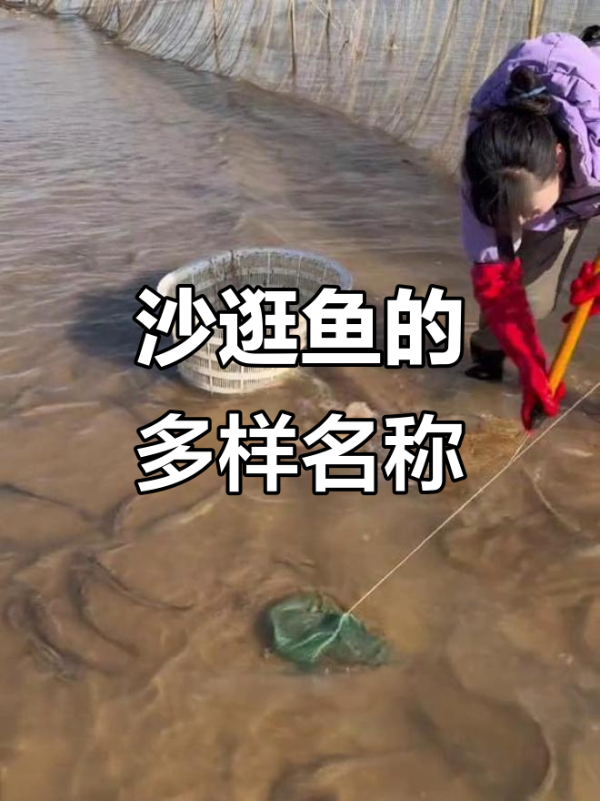 沙逛鱼火爆,名字五花八门,你听说过吗?