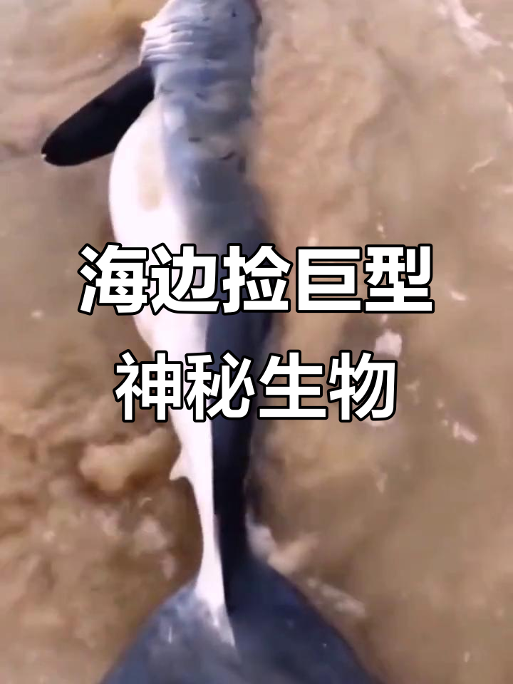 赶海抓大鱼,海边奇遇斑马逊