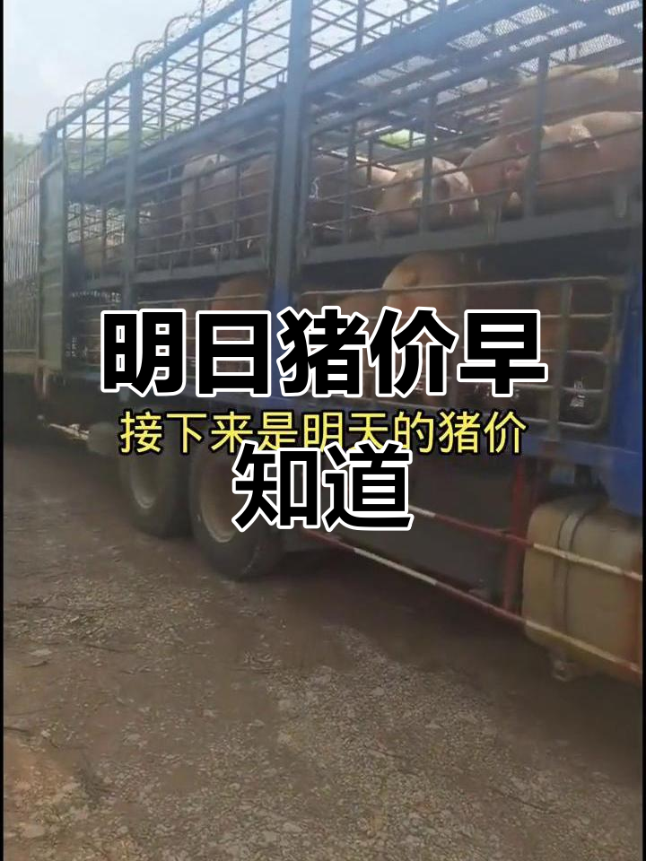 明天猪价大揭秘,8月26日全国猪肉价格一览
