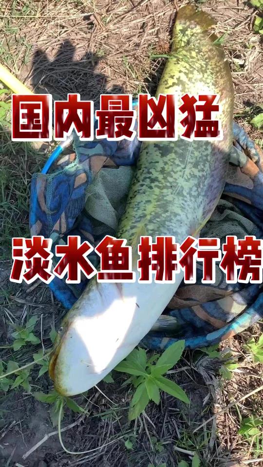 国内最凶猛淡水鱼排行榜