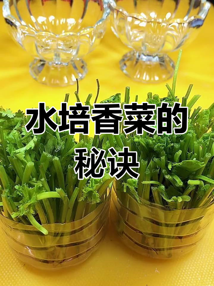 家里种香菜,水培一周就能收获新鲜嫩叶