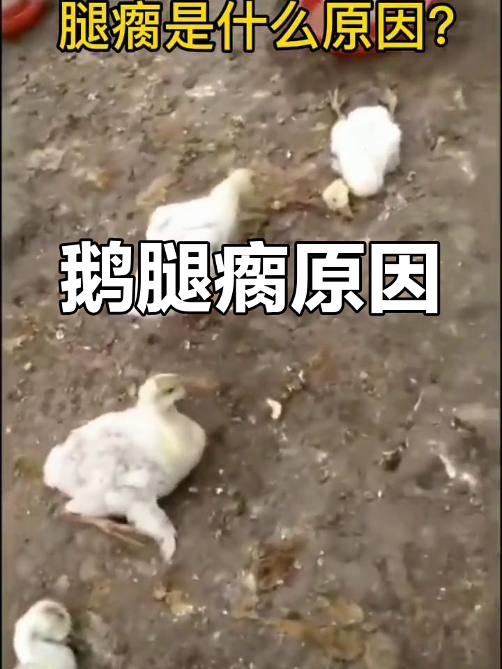 鹅趴腿瘸的原因及治疗方案