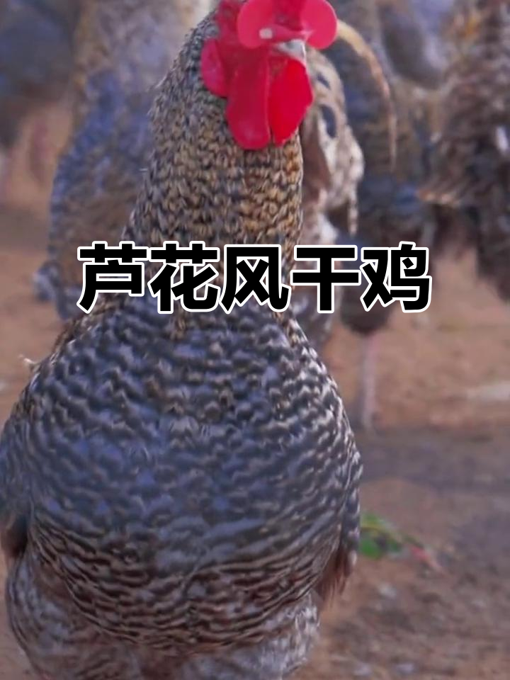 山东芦花鸡：飞四十米的高空，滋补胜甲鱼