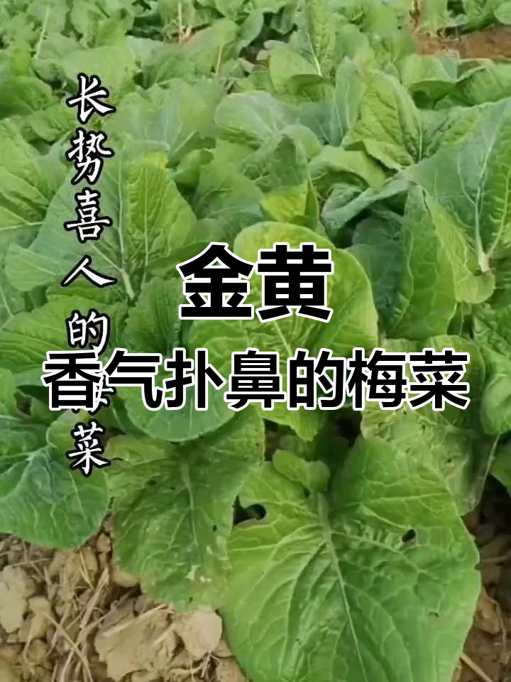 惠州矮陂梅菜,传统工艺制作
