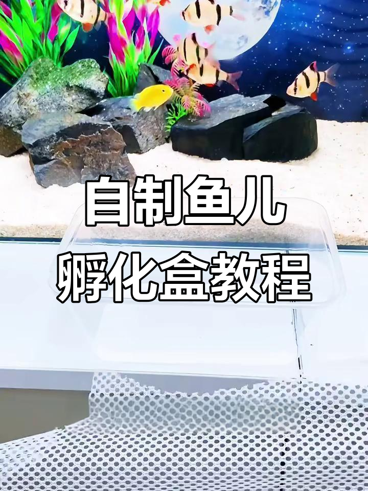 用废打包盒做鱼儿孵化器，简单又实用