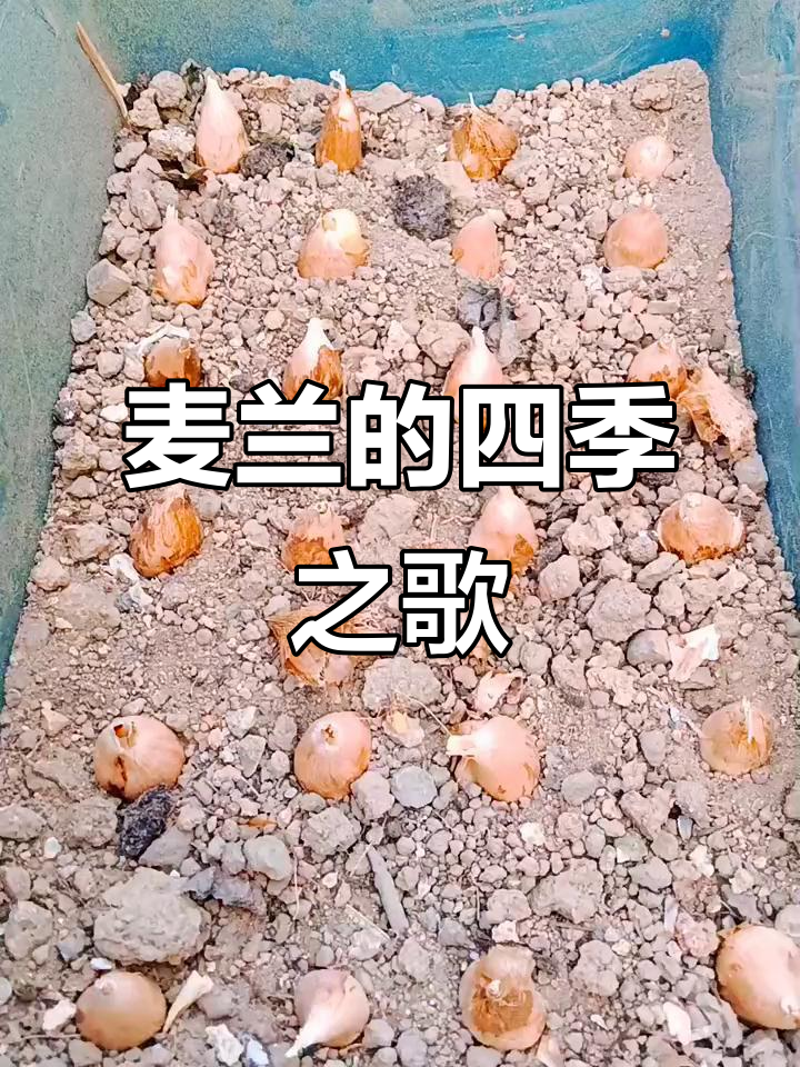 秋分时节,麦兰绽放香气,四季轮回,静待花开